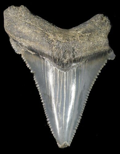Fossil Angustidens Shark Tooth - Megalodon Ancestor #46850